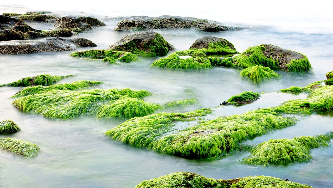 Sustainable and organic aquaculture products
